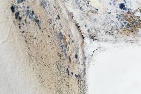 Why You Should Choose Our Mold Remediation Services in (206) 803-13630